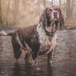 Restaurer et Préserver les Eaux de Pluie