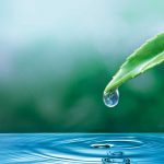 Préservons l’Eau, Préservons les Arbres